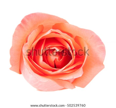 on top pink rose isolated on white background