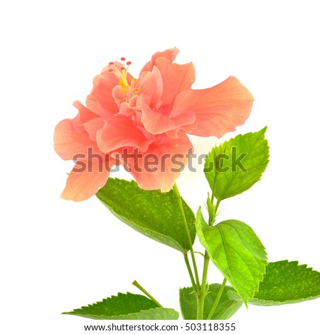 Orange hibiscus flower and green leaf isolated on white background
