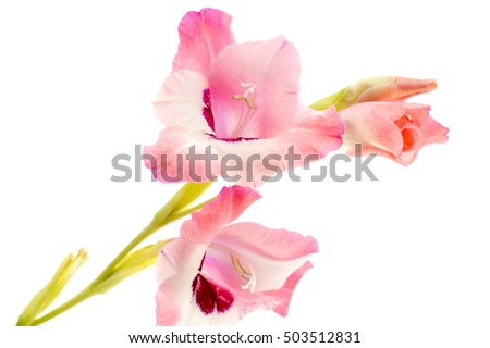 red gladiolus isolated on a white background