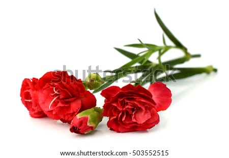 bouquet of carnations on white background

