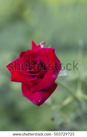soft focus red rose flower and blur green background 