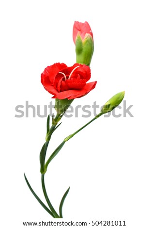
beautiful red carnation flowers isolated on white background