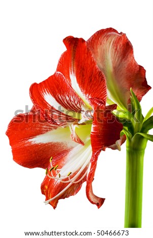 Gippeastrum close up at white