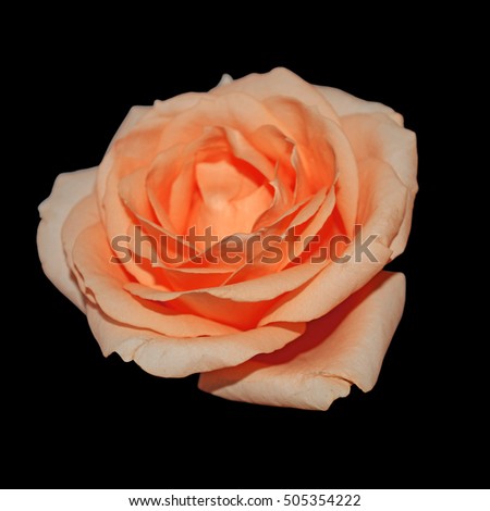 Orange rose isolated on a black background