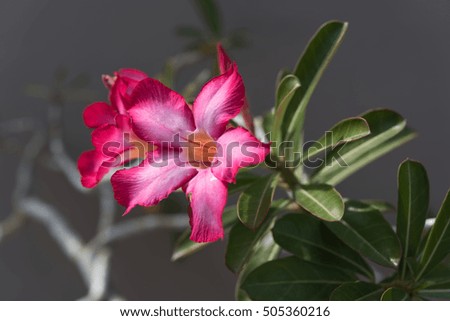 Desert Rose; Impala Lily flowers in garden with morning sunshine
