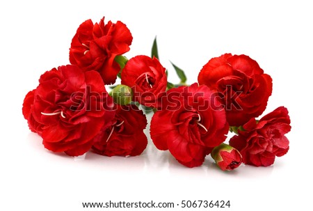 Three Red Carnation on White background