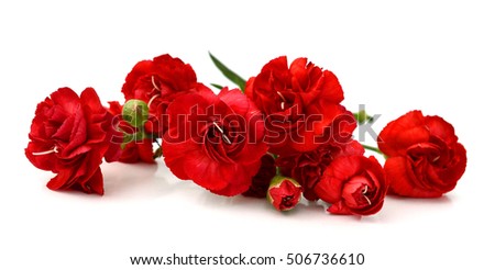 Bouquet of red carnations (Dianthus caryophyllus) wiht ribbon on white background with space for text