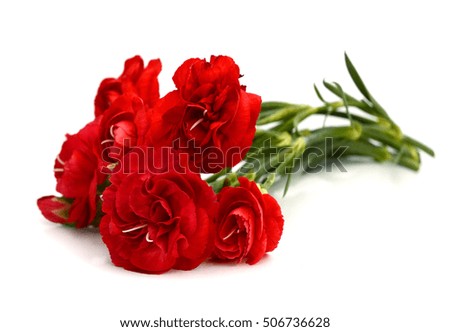 Bouquet of red carnations (Dianthus caryophyllus) on white background with space for text
