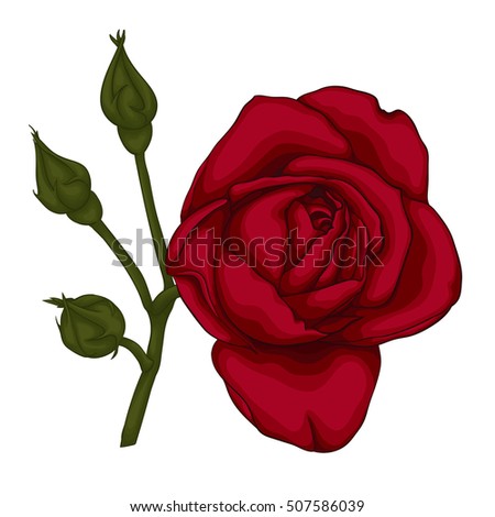 beautiful red rose isolated on white background. for greeting cards and invitations of the wedding, birthday, Valentine's Day, mother's day and other seasonal holidays