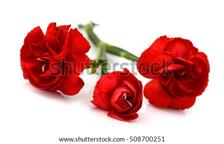 flower decorative garden roses isolated on white background shots in macro lens close-up