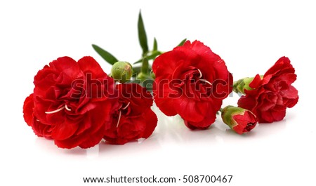 Flowers. Red piones isolated on white