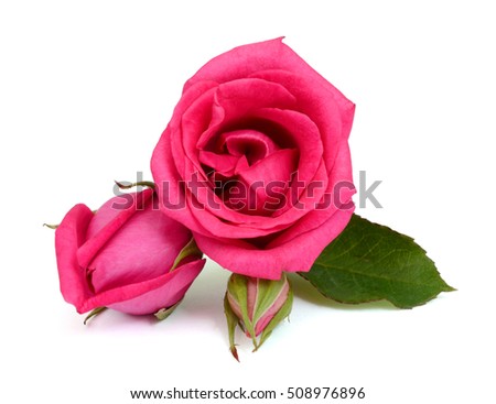 beautiful red rose flowers isolated on white background 