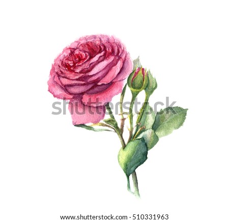 Watercolor illustration of pink rose flower isolated on white background