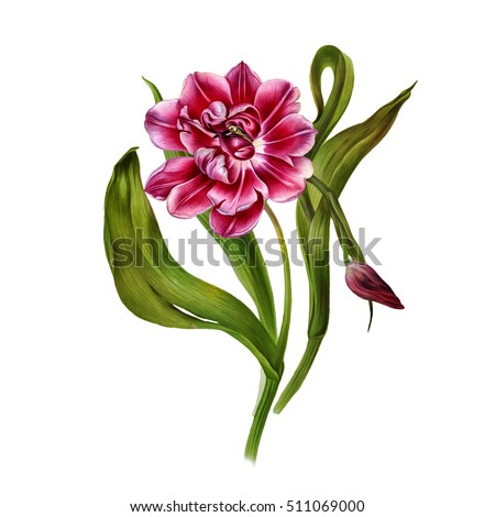 Watercolor botanical illustration of pink tulips bouquet. 