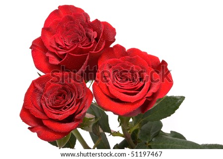 Red roses with water drops on a studio white background