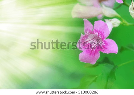 flower background set
