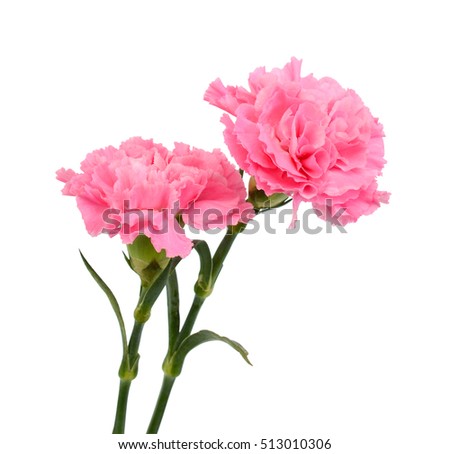 beautiful pink carnation flowers isolated on white background