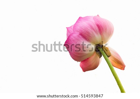 big pink lotus flower on white ground.