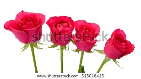 beautiful bouquet of rose flower isolated on white background