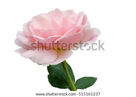 Big selection of pink rose on white background