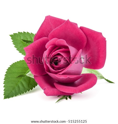 pink rose flower head isolated on white background cutout