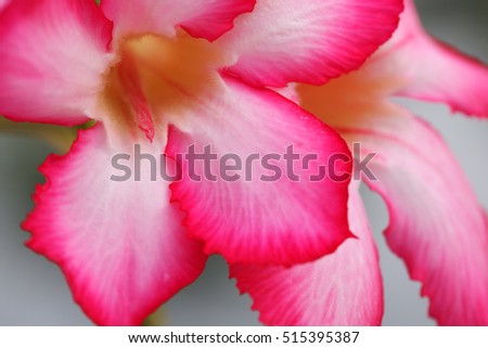 close up of desert rose