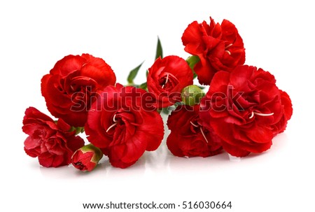 Hibiscus flowers on white background.