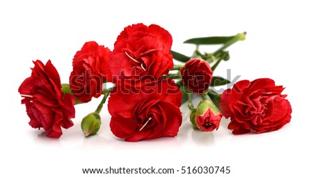 Red Carnation flower on white background