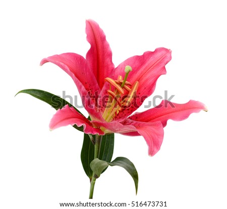 Beautiful lily flower isolated on white background