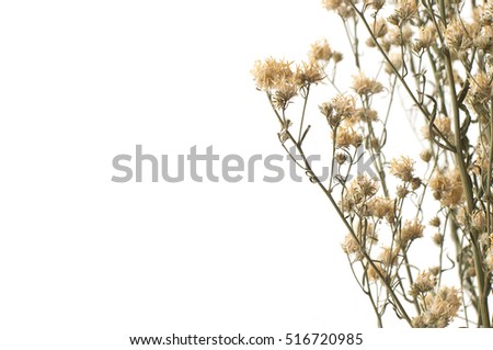 close up, blurred Small Flowers Dried on white background