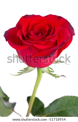 Close up of red rose on white background