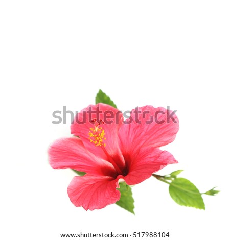 Flower hibiscus isolated on white background
