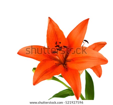 Lilly flower with buds isolated on a white background.