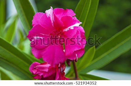 Pink oleander macro