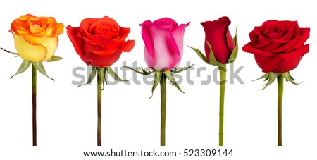 Five roses of different colors on a white background