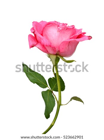 Pink rose with leaves isolated on white