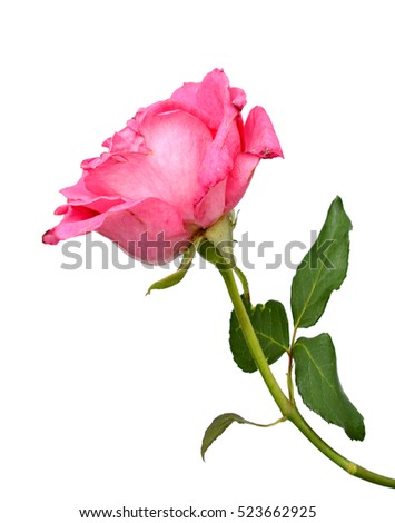 Beautiful pink rose with leaves isolated on white