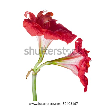 two red amaryllis flowers isolated on white background