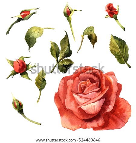 Wildflower rose flower in a watercolor style isolated. Full name of the plant: red rose,hulthemia, rosa. Aquarelle wild flower for background, texture, wrapper pattern, frame or border.