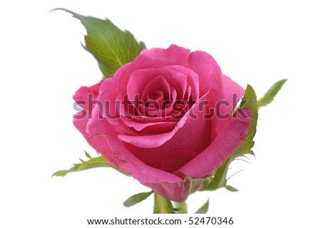 Macro of rose isolated