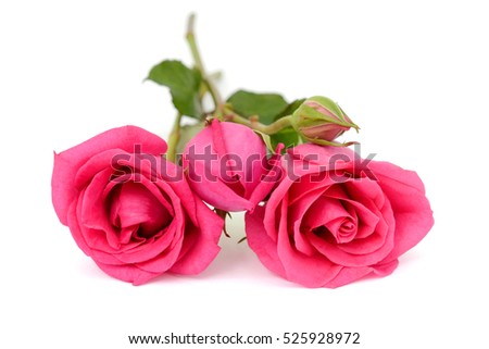 beautiful rose flowers isolated on white background