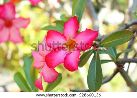 Blooming Plumeria - The most popular color of the plumeria is pink. Many Thai people grow pink plumeria in their garden for decoration because this kind of plants gives its flowers for the whole year