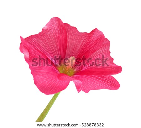 Pink mallow flower isolated on a white background