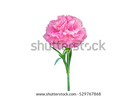 isolated pretty pink carnation flower on white background