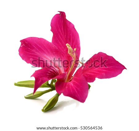 Orchid tree on white background