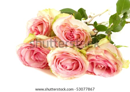 a bunch of pink roses  on the white table