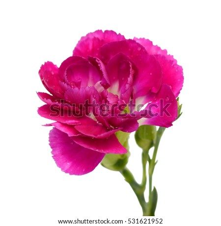 beautiful purple carnation flower isolated on white background
