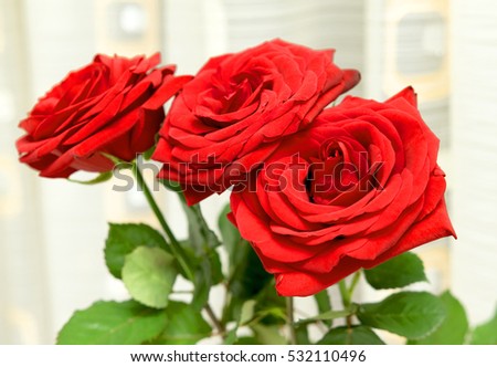 bright rose flower