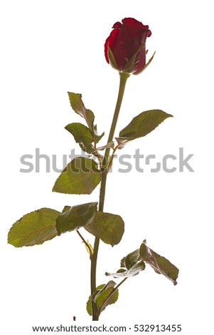 Red rose on white isolated