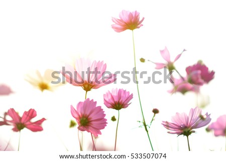 Beautiful pink cosmos flowers full field